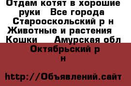 Отдам котят в хорошие руки - Все города, Старооскольский р-н Животные и растения » Кошки   . Амурская обл.,Октябрьский р-н